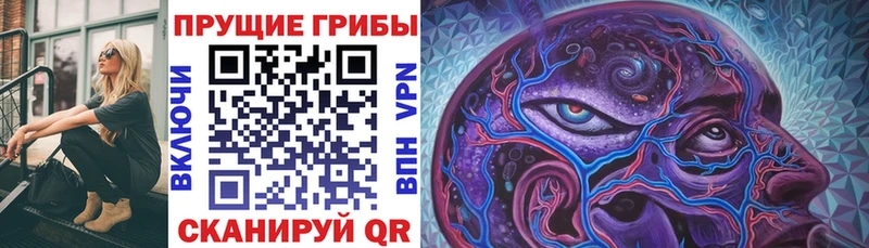 где купить наркоту  Новозыбков  Галлюциногенные грибы GOLDEN TEACHER 